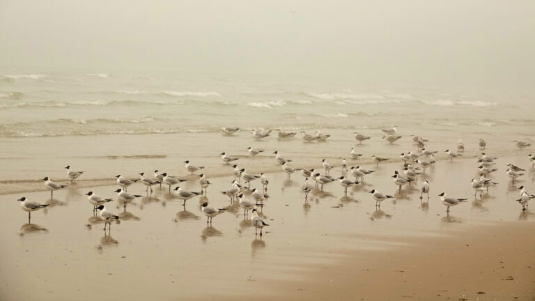 Mouettes sur une plage brumeuse de la Côte d'Opale, illustration du marché immobilier local.